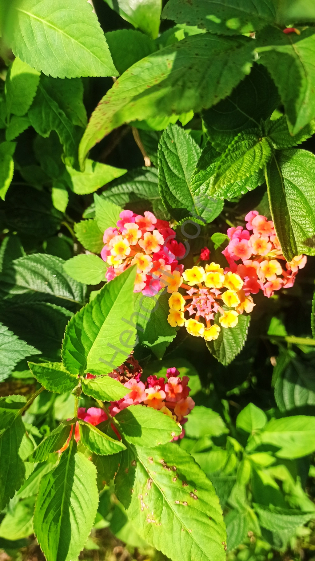 Tìm dịch vụ