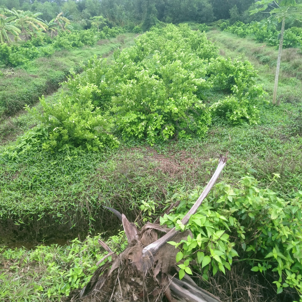 Cho thuê giá rẻ